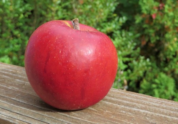 Autumncrispapple